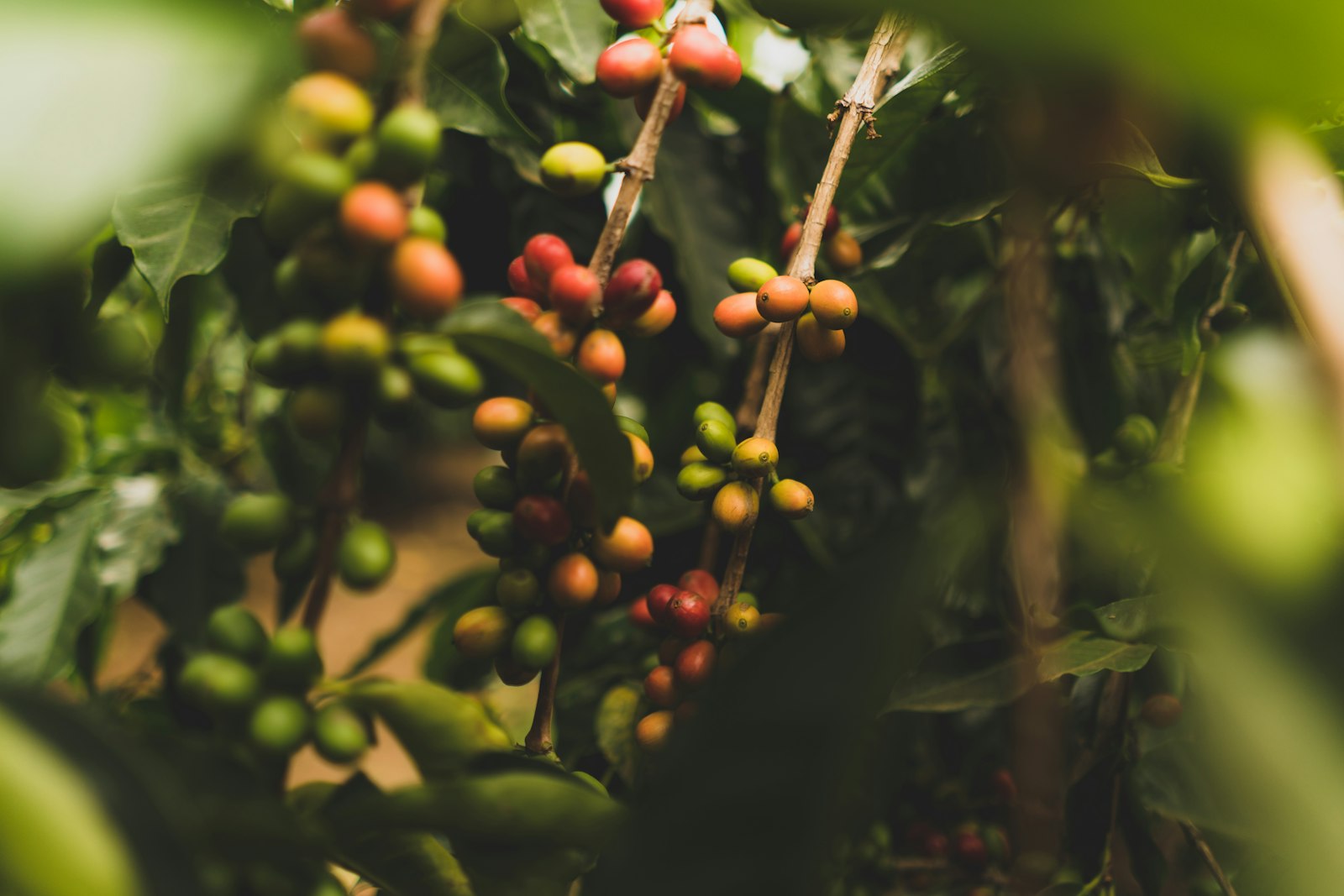 Ripening coffee cherries on the branch